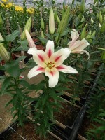 [4155 Nymph No01.JPG]